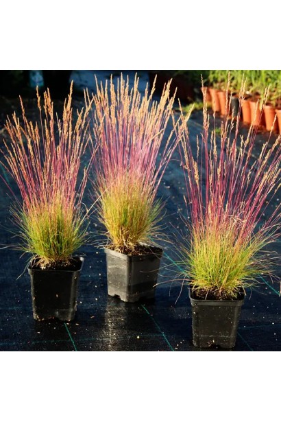 Вівсяниця блакитна/сиза ‘Валберла’